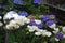 White tulips and purple hydrangeas