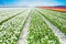 White tulips rows in summer time, Netherlands