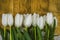 White tulips on stalks and sharp green leaves on an embroidered napkin, lie on rough boards