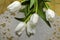 White tulips on stems with sharp green leaves lying top on an embroidered cloth on rough boards