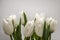 White tulips on stems with sharp green leaves on a white background