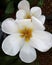 White tulips with their petals opened all the way.