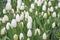 White tulips, tulip time, spring background