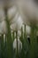 White Tulips view from down up