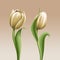 White tulips vintage floral illustration, isolated flowers design elements