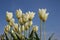 White Tulips With Warm Sunlight