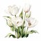 White Tulips Watercolor Painting For Product Photography