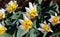 White tulips with a yellow center and pointed petals