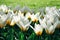 White tulips with yellow details and green grass out of focus background in Amsterdam during Spring season.