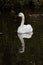 white Tundra Swan