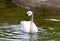 White Tundra Swan