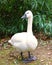 White Tundra Swan Cygnus columbianus bewickii