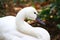 White Tundra Swan Cygnus columbianus whistling swan