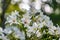 White tung flower blooms on the branches