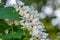 White tung flower blooms on the branches