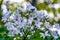 White tung flower blooms on the branches