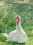 White turkey bird, close up, outdoor, sun rays light, country side