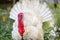 White turkey at farm. colorful red wattle and snood