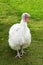 White Turkey on green lawn