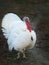 White turkey on the home farm