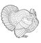 White turkey, illustration sketch, turkey isolated