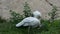 White turkey large bird walking finding food in grassland at outdoor