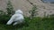 White turkey large bird walking finding food in grassland at outdoor