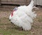 White turkey on a poultry yard