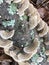 White Turkey Tail Fungus - Trametes pubescens - On Dead Tree with Lichen