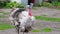 White turkey walking on the farm, rural landscape.