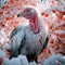White turkey in a winter-snowy setting. Turkey as the main dish of thanksgiving for the harvest