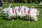 White turkeys