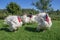 White turkeys