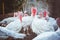 White turkeys