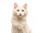 White turkish angora cat portrait looking at the camera