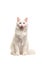 White turkish angora cat sitting looking at the camera licking its mouth