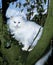 White Turkish Angora Domestic Cat, Breed from Ankara in Turkey