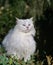 White Turkish Angora Domestic Cat, Breed from Ankara in Turkey