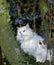 White Turkish Angora Domestic Cat, Breed from Ankara in Turkey