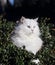 White Turkish Angora Domestic Cat, Cat From Ankara in Turkey