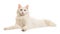 White turkish angora odd eye cat lying down seen from the side looking at the camera