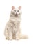 White turkish angora odd eye cat sitting not looking at the camera