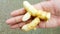 White turmeric, curcuma mangga organic on hand