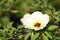 White Turnera Subulata flower in the garden