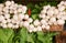 White Turnips at Farmers market