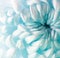 White turquoise chrysanthemum flower. Closeup. Macro.