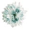 White-turquoise chrysanthemum flower, white solated background with clipping path.   Closeup.  no shadows.  For design.