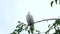 White turtle dove Streptopelia roseogrisea sitting on tree branch in 4K VIDEO.