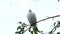 White turtle dove Streptopelia roseogrisea sitting on tree branch and flies away in 4K VIDEO.