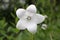 a white Tussock bellflower campanula carpatica